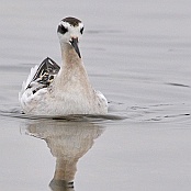 Red-necked Phalarope  "Phalaropus lobatus"